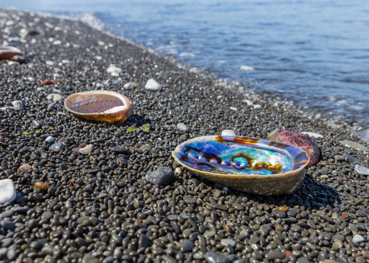 Paua shell on a beach in New Zealand
