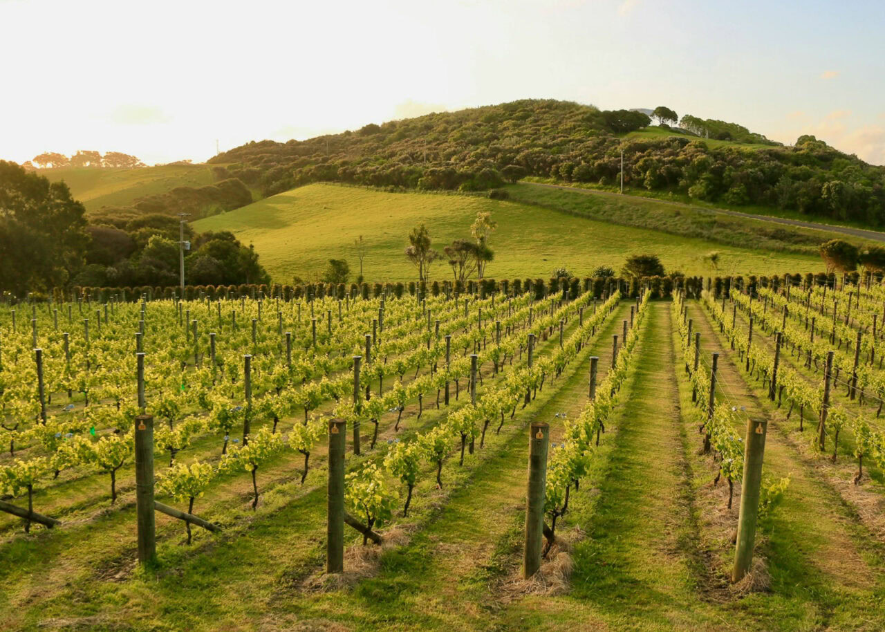 Vineyard in New Zealand